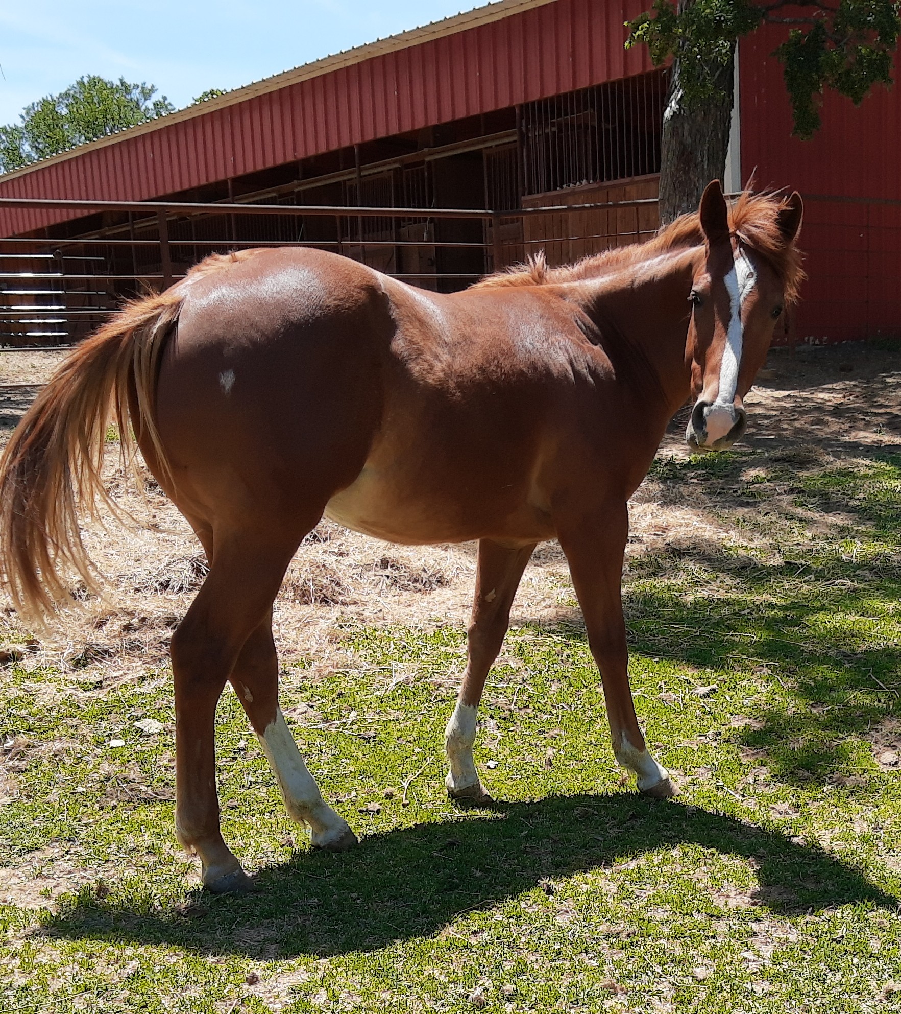 Horse on a Field