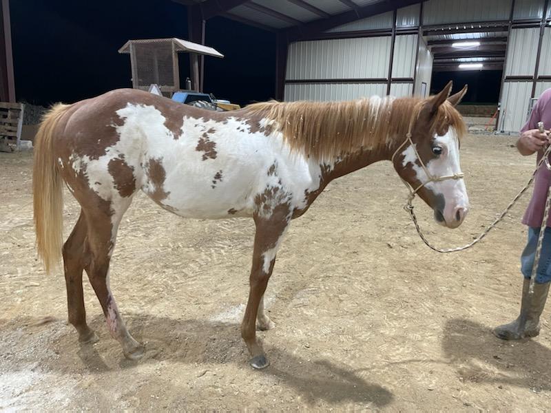 Brown and White Horse