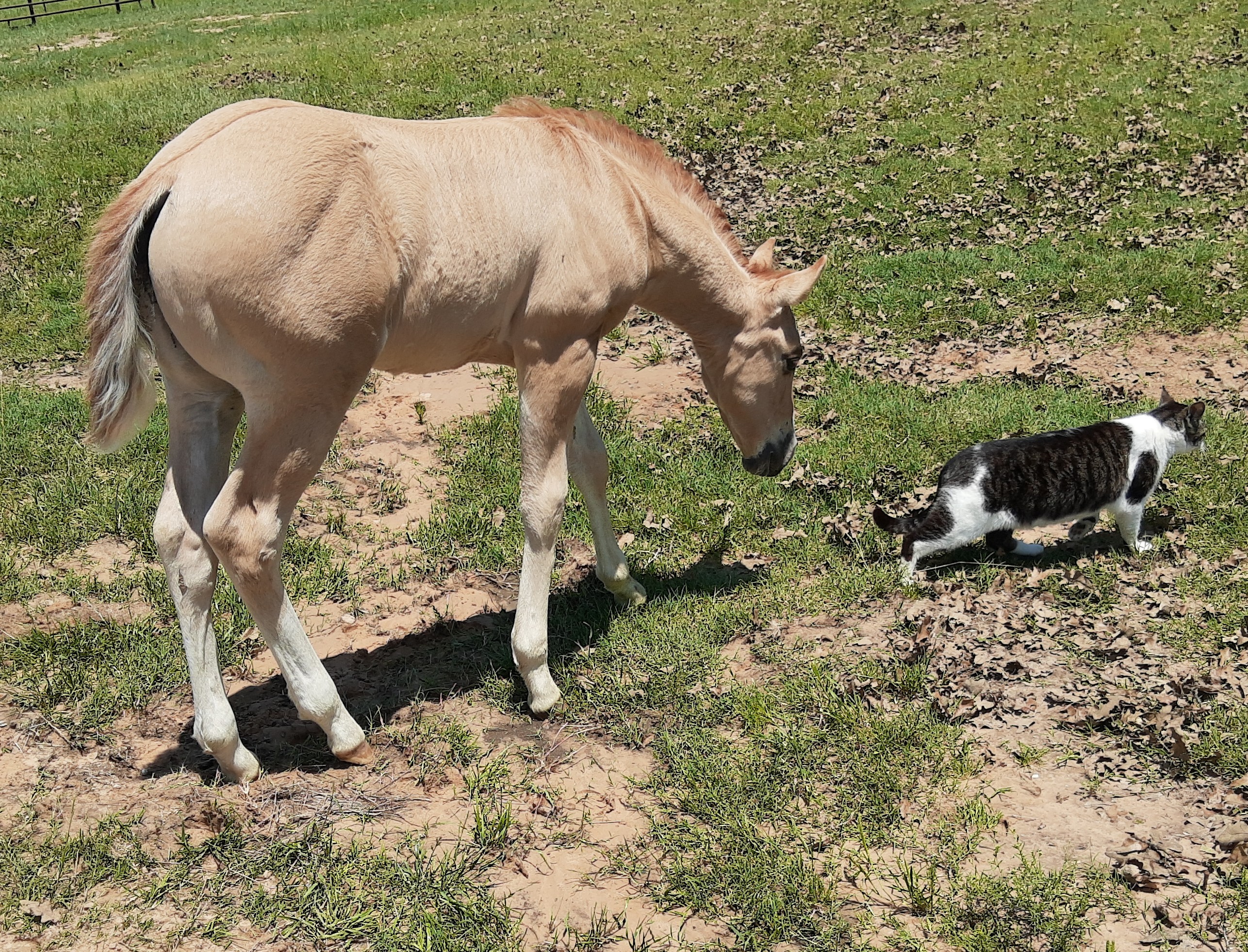 Horse with a Cat