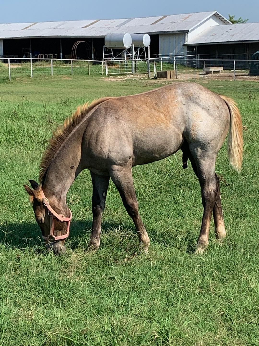 Horse Eating a Grass