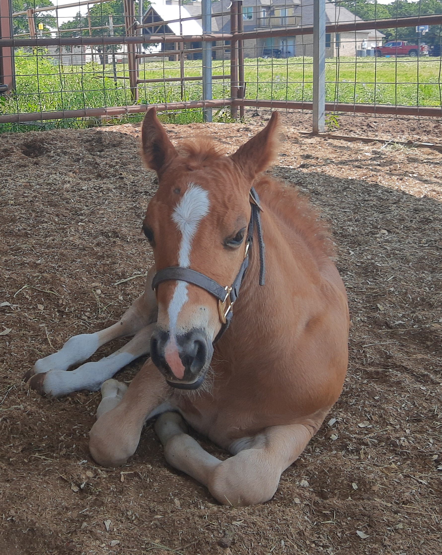 Horse Sitting on a Ground