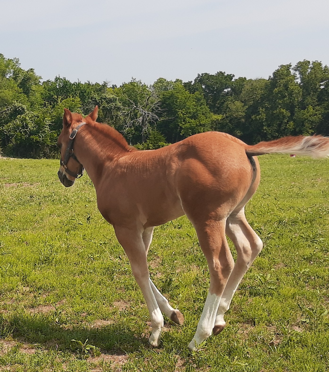 Cheerful Horse