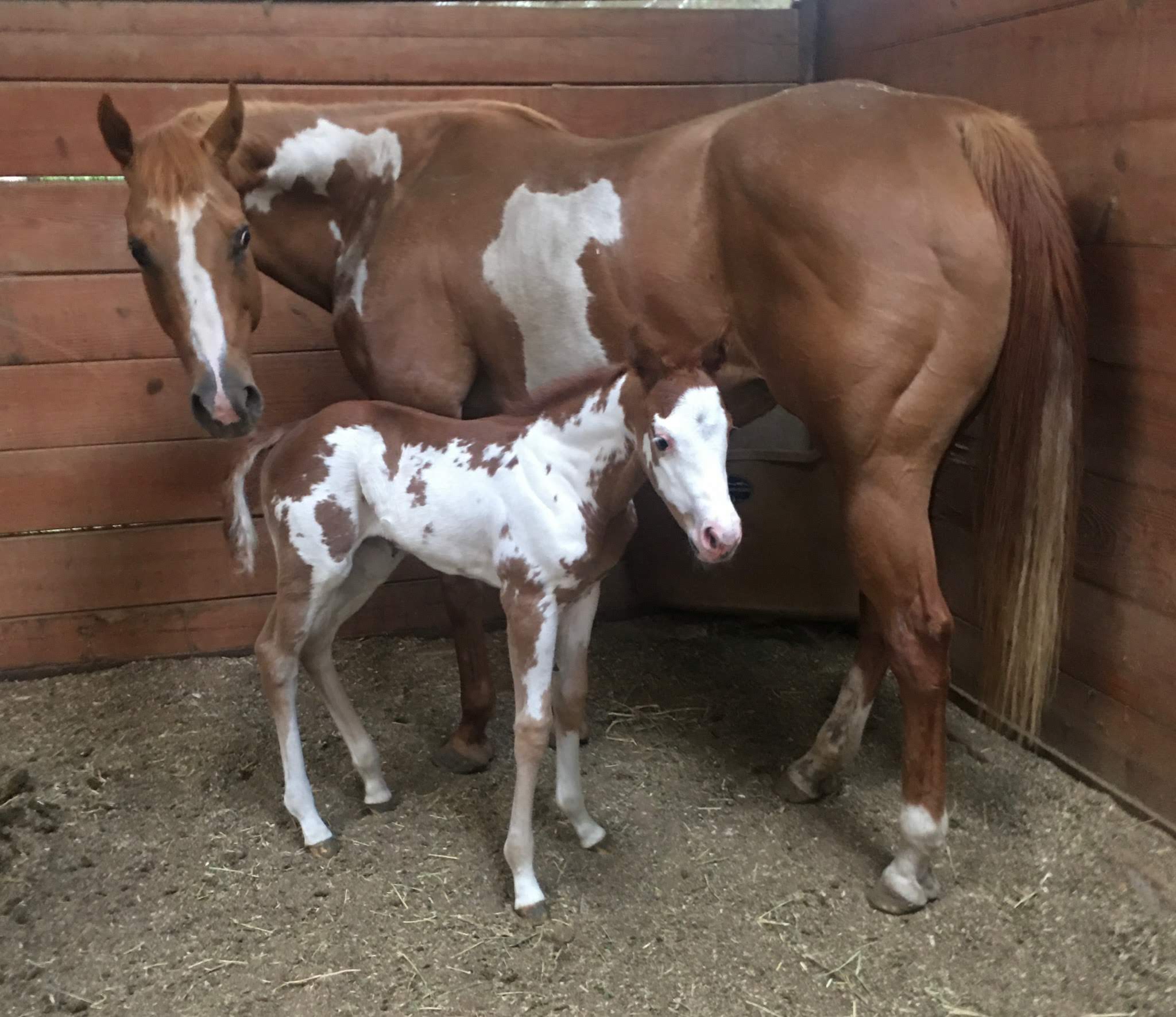 Mare and Foal