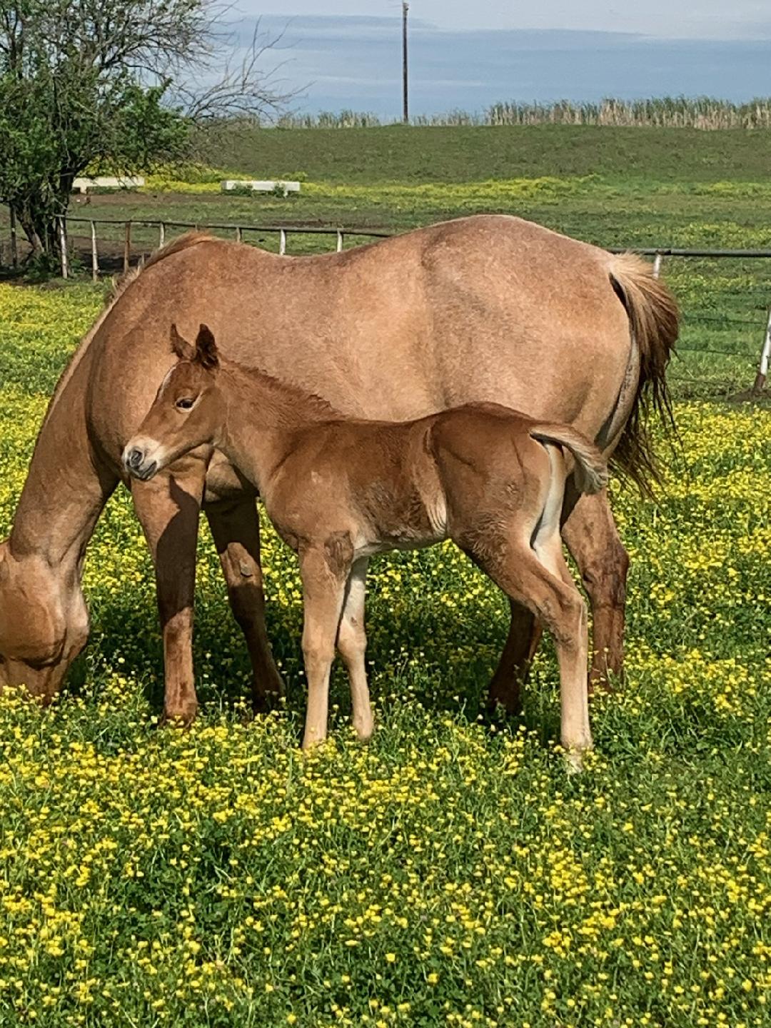 Brown Mare and Foal