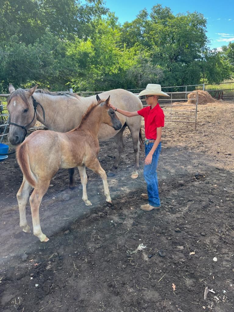 Young Boy Looking at a Foal