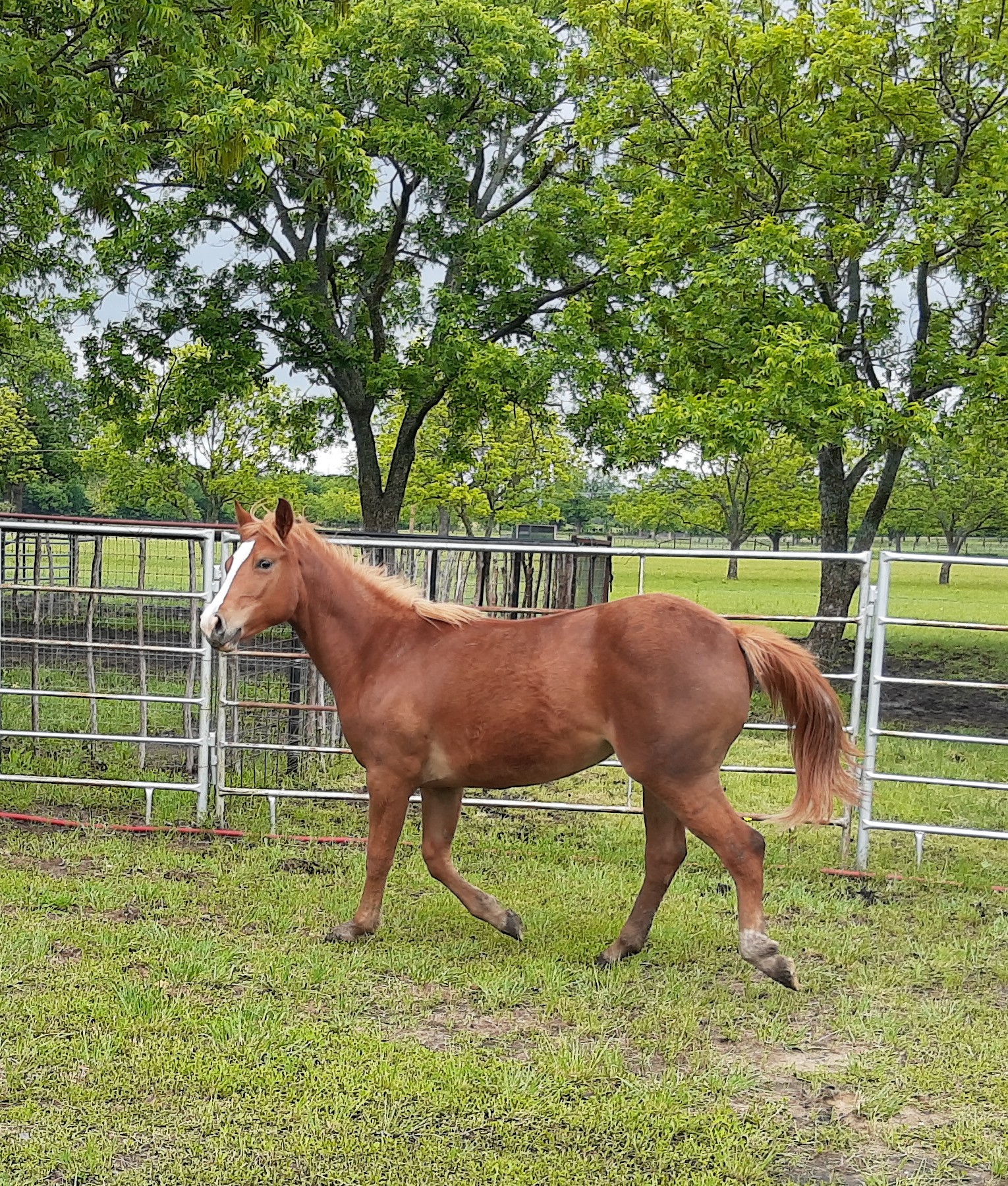 Brown Horse