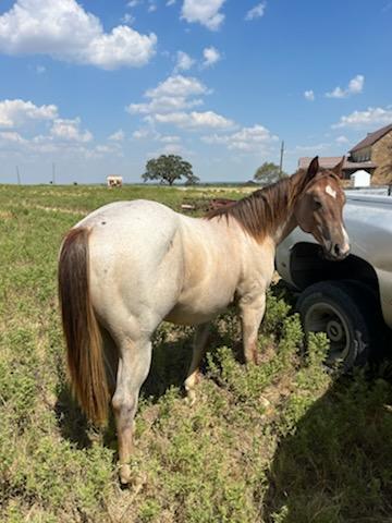 Horse Standing near a Car