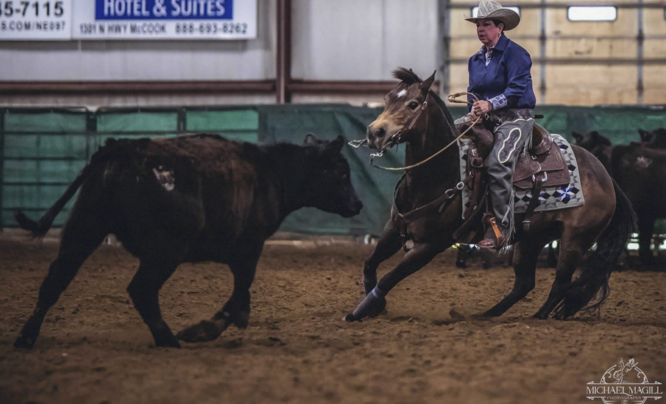 Cow Horse Show